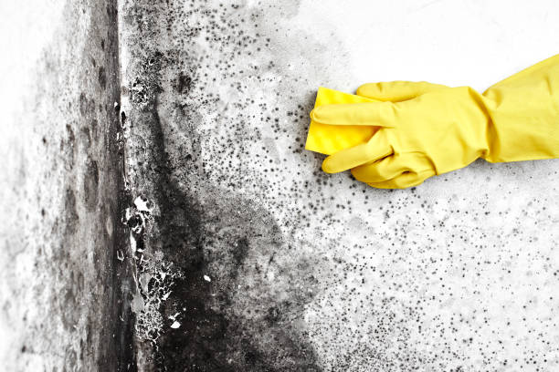 Certified Mold Removal in Adwolf, VA