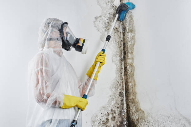 Best Mold Cleaning Services  in Adwolf, VA