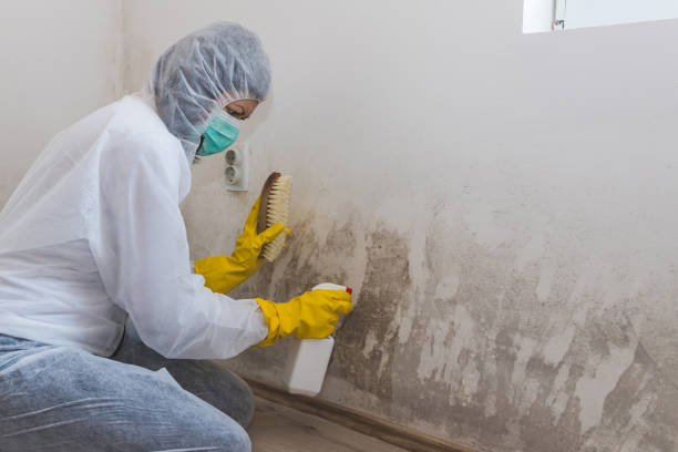 Professional Mold Removal in Adwolf, VA