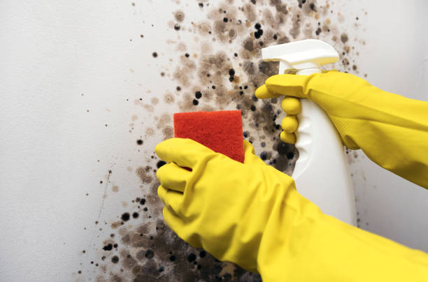Best Fast Mold Removal  in Adwolf, VA