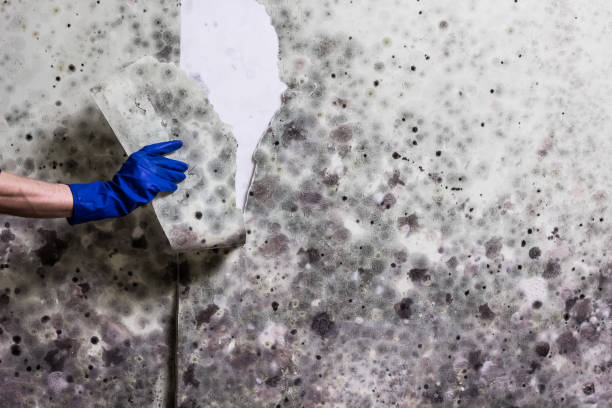 Best Mold Remediation Services  in Adwolf, VA